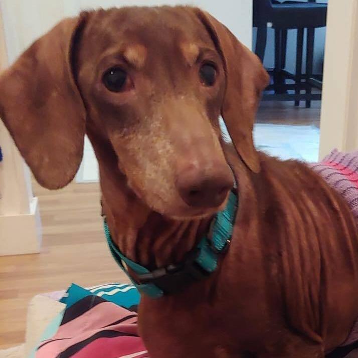 Rosemary, an adoptable Dachshund in Rockville, MD_image-2
