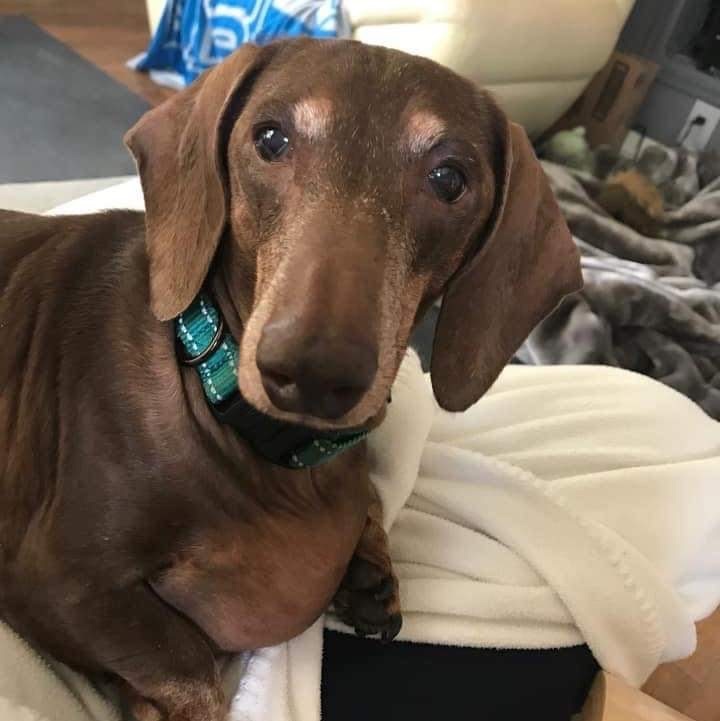 Senior dachshund best sale