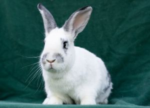 Ted &amp; Clover, Adult Male unknown