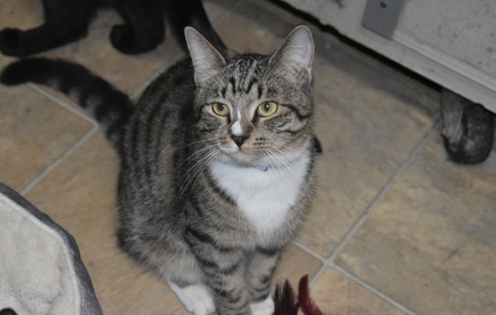 Mickey, an adoptable Domestic Short Hair & Tabby Mix in Milledgeville, GA_image-4