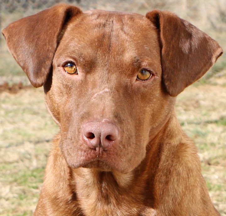 zuma labrador