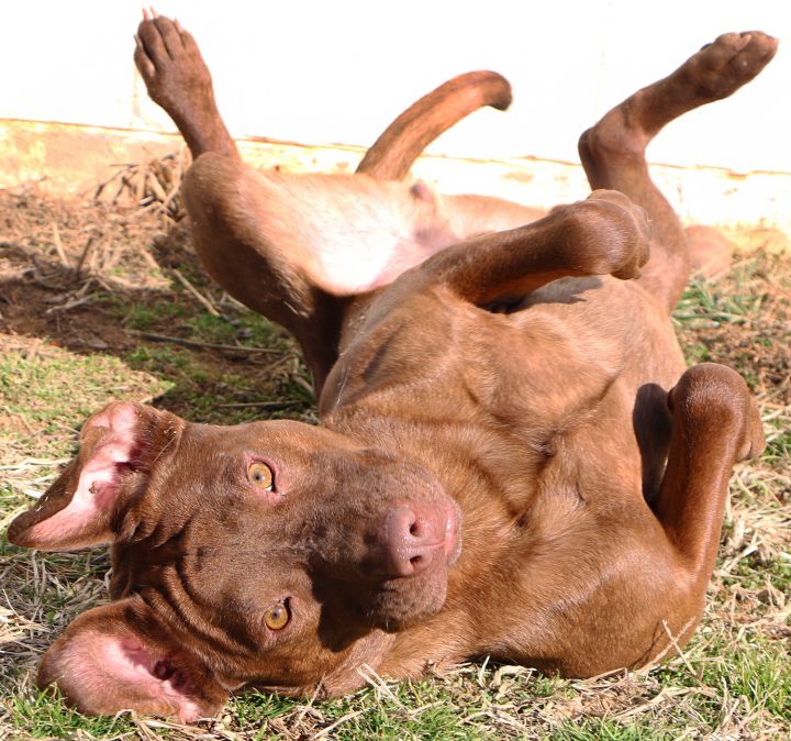 Zuma, an adoptable Labrador Retriever Mix in Charles Town, WV_image-2