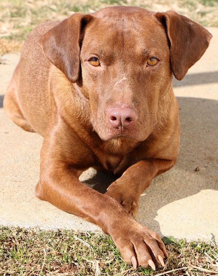 zuma labrador