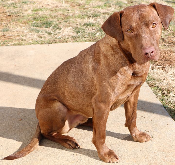 Zuma, an adoptable Labrador Retriever Mix in Charles Town, WV_image-4