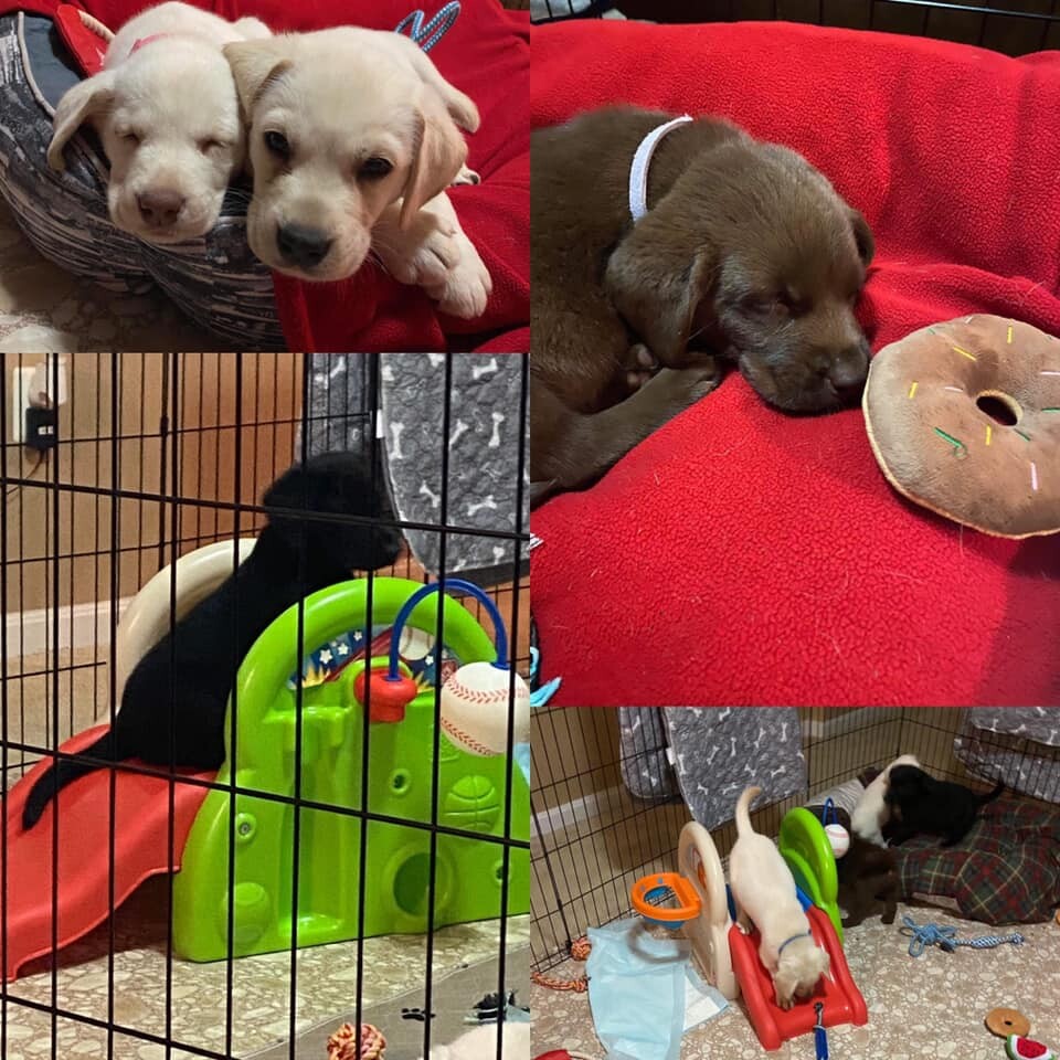 Puppy List-Female