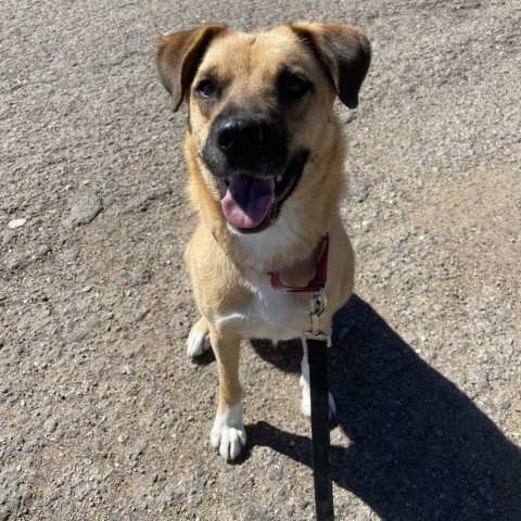 Mia, an adoptable Shepherd, Mixed Breed in Taos, NM, 87571 | Photo Image 1