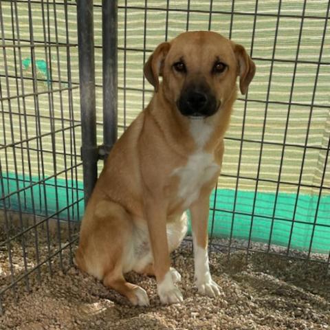 Mia, an adoptable Shepherd, Mixed Breed in Taos, NM, 87571 | Photo Image 2