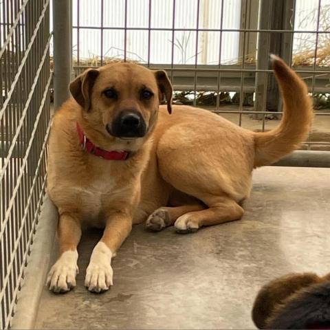 Mia, an adoptable Shepherd, Mixed Breed in Taos, NM, 87571 | Photo Image 3