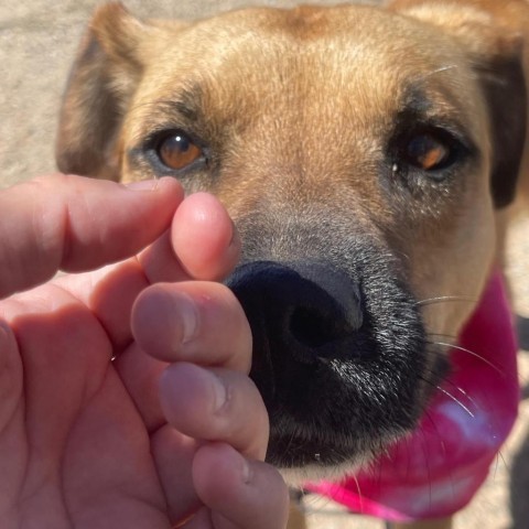 Mia, an adoptable Shepherd, Mixed Breed in Taos, NM, 87571 | Photo Image 4