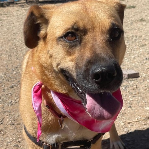 Mia, an adoptable Shepherd, Mixed Breed in Taos, NM, 87571 | Photo Image 6