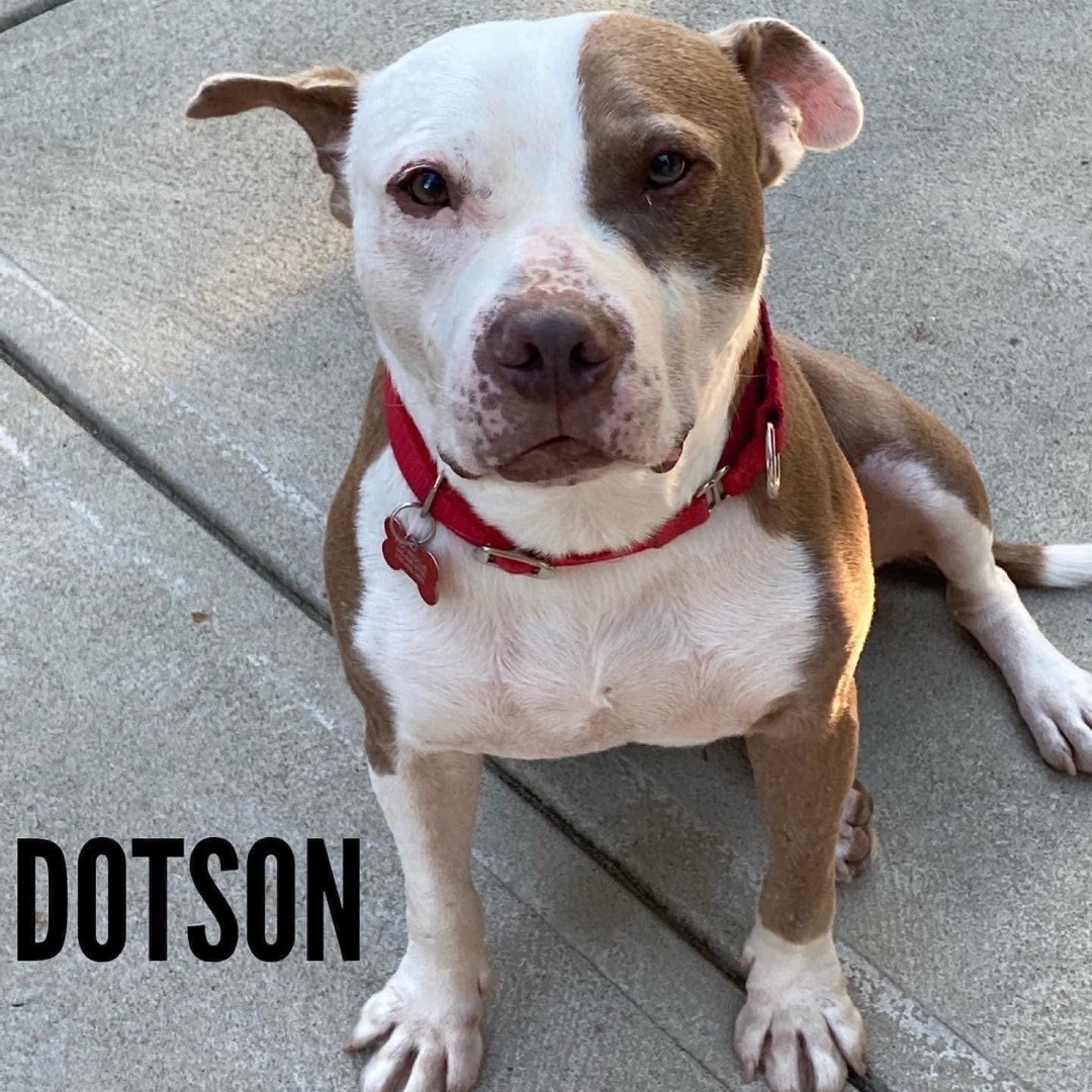 Can A Dog Miscarry One Puppy