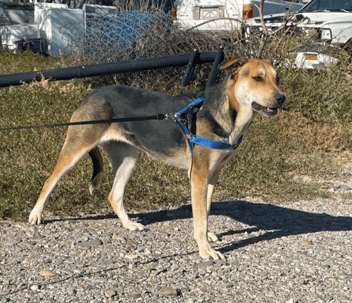 Roxanne (Roxie), an adoptable Australian Cattle Dog / Blue Heeler & Shepherd Mix in Williamsburg, NM_image-4