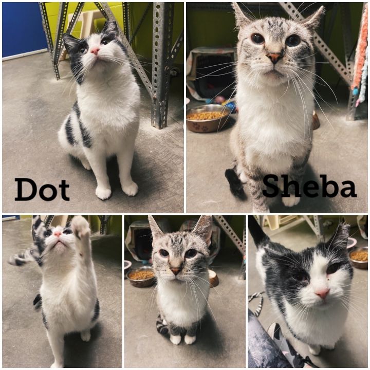 Sheba, an adoptable Siamese & Domestic Short Hair Mix in Waynesburg, PA_image-1