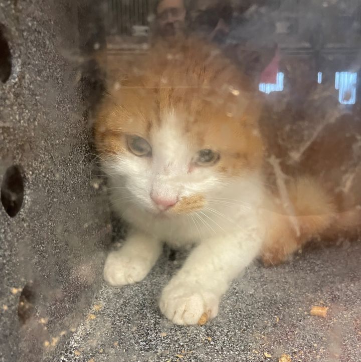 Barn Cats! 3