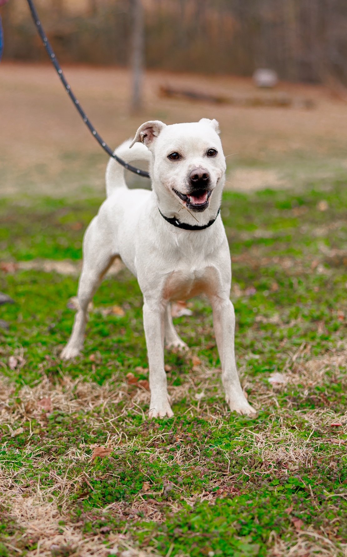 Niko, an adoptable Terrier, Chihuahua in Sparta, TN, 38583 | Photo Image 1