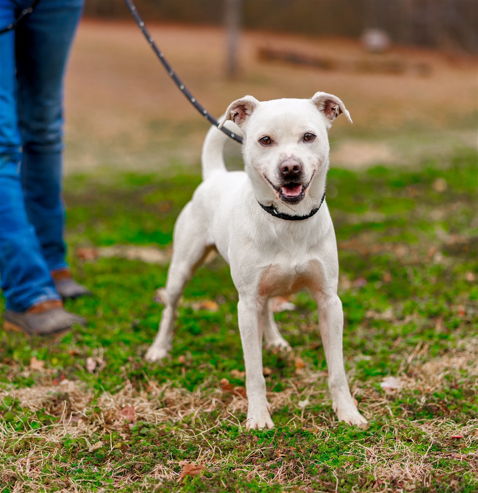 Niko, an adoptable Terrier, Chihuahua in Sparta, TN, 38583 | Photo Image 2