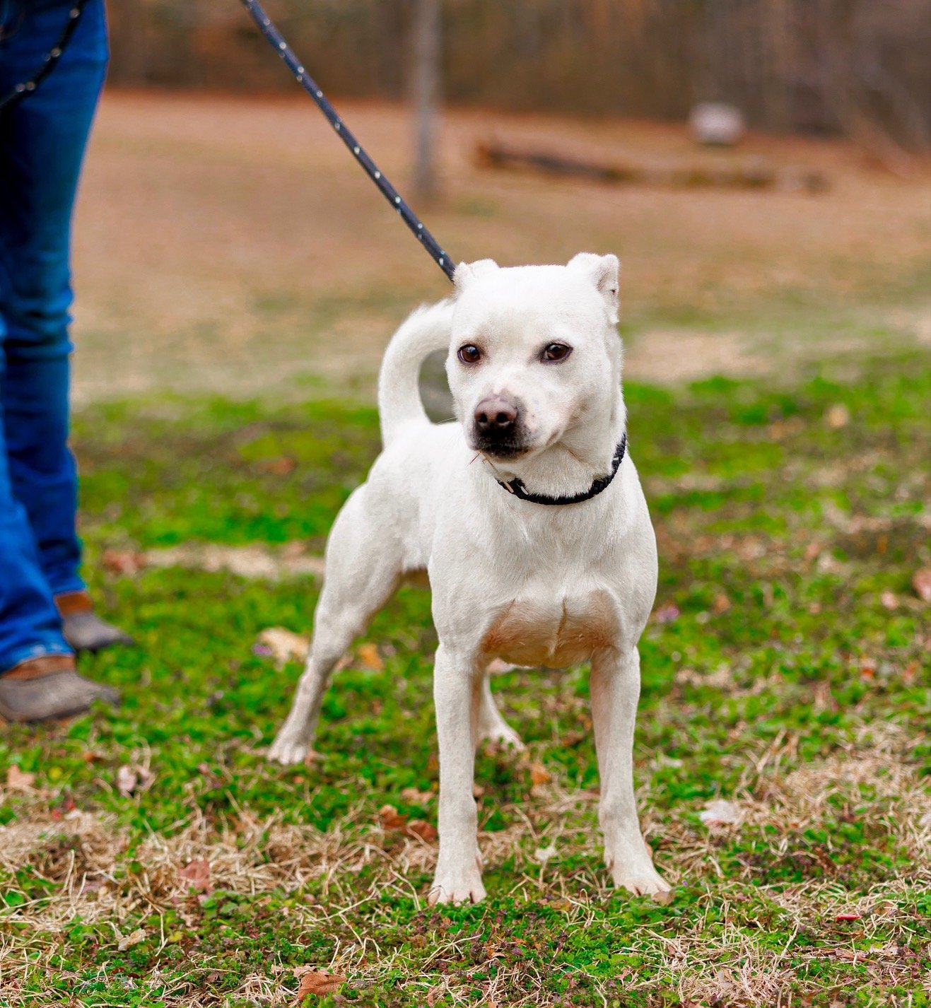 Niko, an adoptable Terrier, Chihuahua in Sparta, TN, 38583 | Photo Image 3