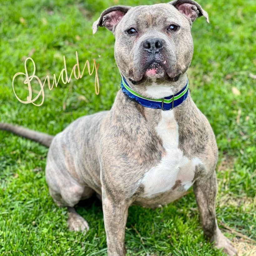 Buddy, an adoptable American Bully in Toledo, OH, 43615 | Photo Image 1