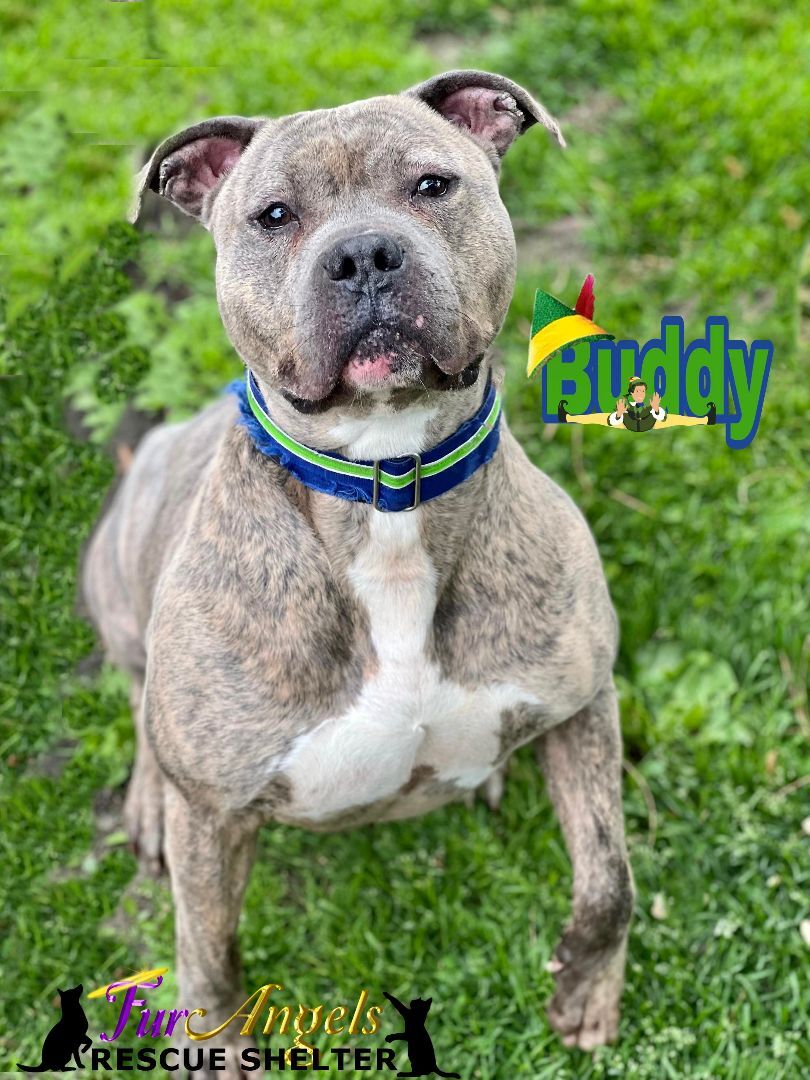 Buddy, an adoptable American Bully in Toledo, OH, 43615 | Photo Image 2