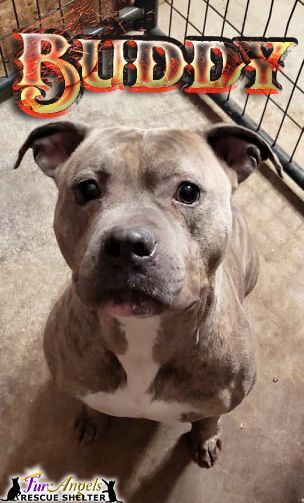 Buddy, an adoptable American Bully in Toledo, OH, 43615 | Photo Image 3