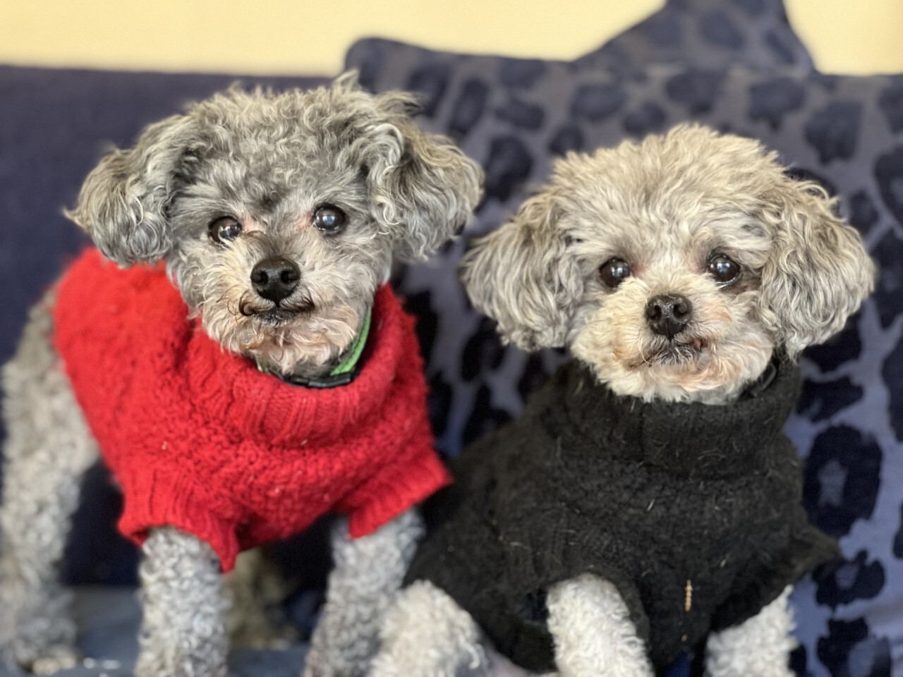 Cody and Rudy (bonded pair)