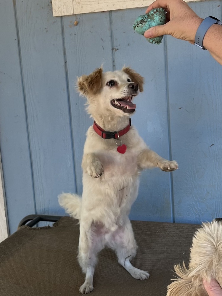 Jordan, an adoptable Spaniel in Jamestown, CA, 95327 | Photo Image 2