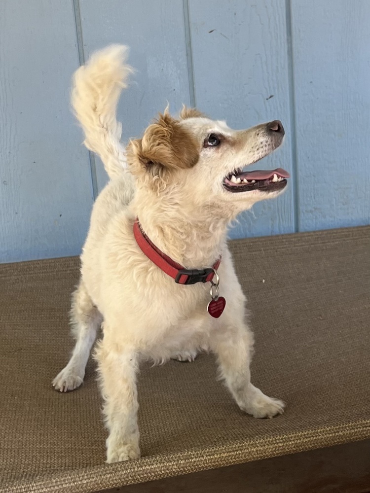 Jordan, an adoptable Spaniel in Jamestown, CA, 95327 | Photo Image 3