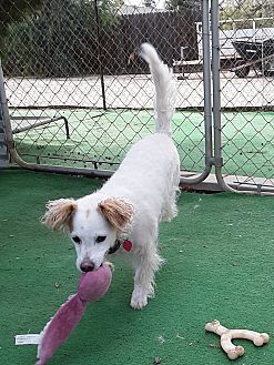 Jordan, an adoptable Spaniel in Jamestown, CA, 95327 | Photo Image 5