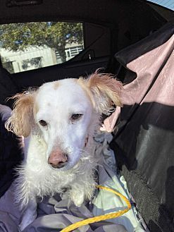 Jordan, an adoptable Spaniel in Jamestown, CA, 95327 | Photo Image 6