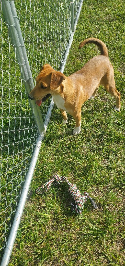 Joy, an adoptable Chihuahua, Jack Russell Terrier in East Bernstadt, KY, 40729 | Photo Image 2