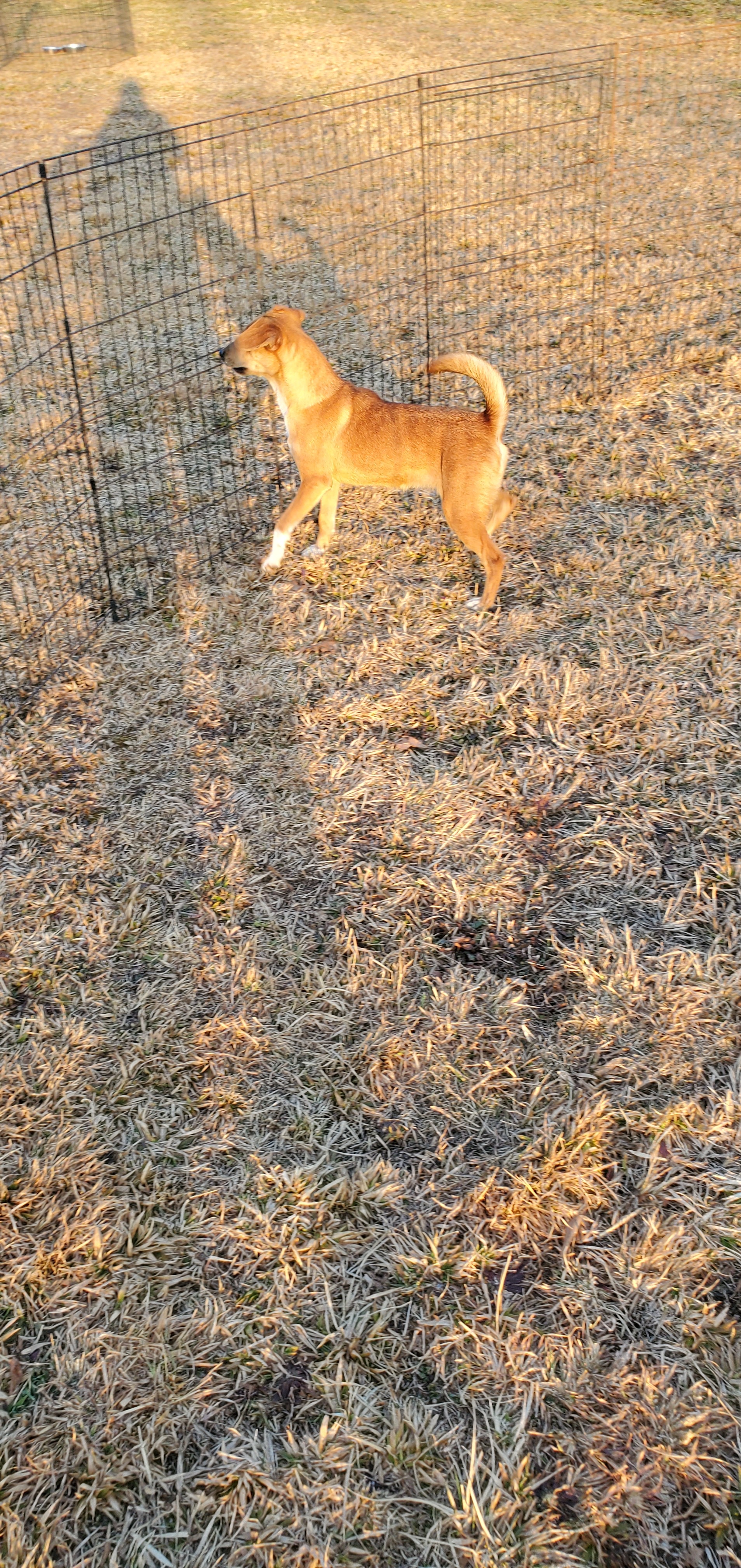 Joy, an adoptable Chihuahua, Jack Russell Terrier in East Bernstadt, KY, 40729 | Photo Image 2