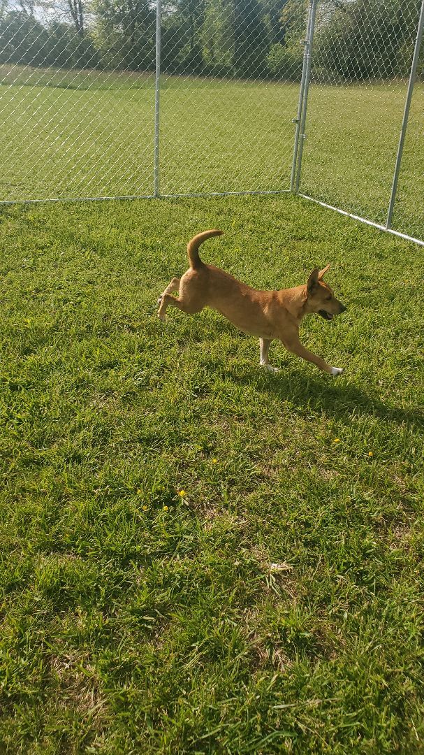 Joy, an adoptable Chihuahua, Jack Russell Terrier in East Bernstadt, KY, 40729 | Photo Image 4