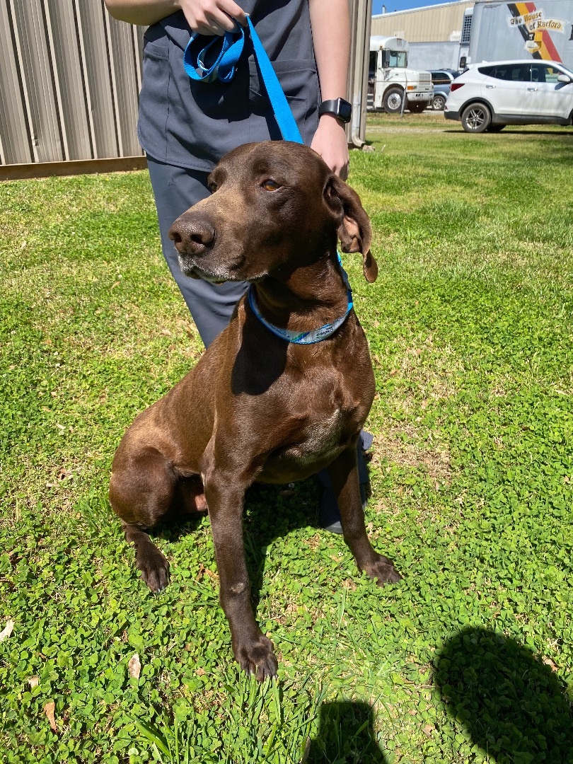 Jace, an adoptable German Shorthaired Pointer in Hartwell, GA, 30643 | Photo Image 1