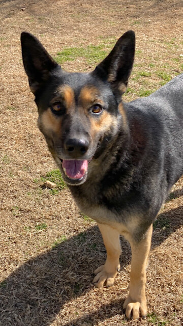 Angel, an adopted German Shepherd Dog Mix in Fayetteville, AR_image-2
