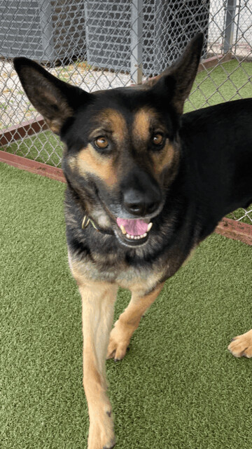 Angel, an adoptable German Shepherd Dog Mix in Fayetteville, AR_image-1
