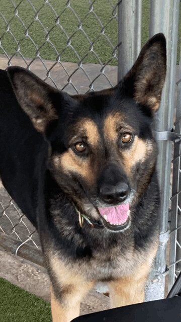 Angel, an adoptable German Shepherd Dog Mix in Fayetteville, AR_image-5