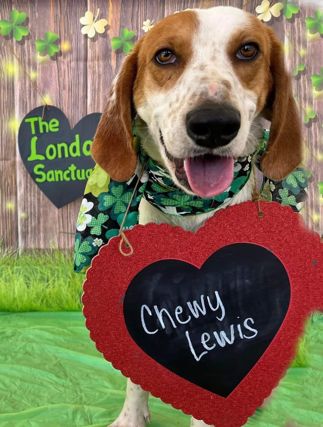 Chewy Lewis