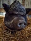 Penelope Pigglesworth photo 1