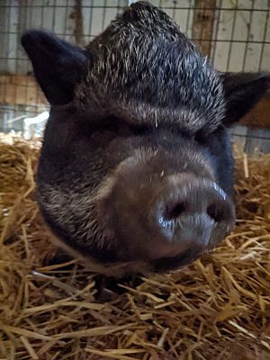 Penelope Pigglesworth, Young Female unknown