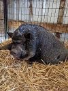 Penelope Pigglesworth photo 2