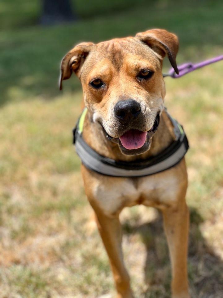 Sophia, an adoptable Staffordshire Bull Terrier & Catahoula Leopard Dog Mix in Uvalde, TX_image-3