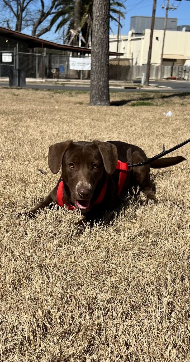 Olivia, an adoptable Labrador Retriever & Retriever Mix in Uvalde, TX_image-1