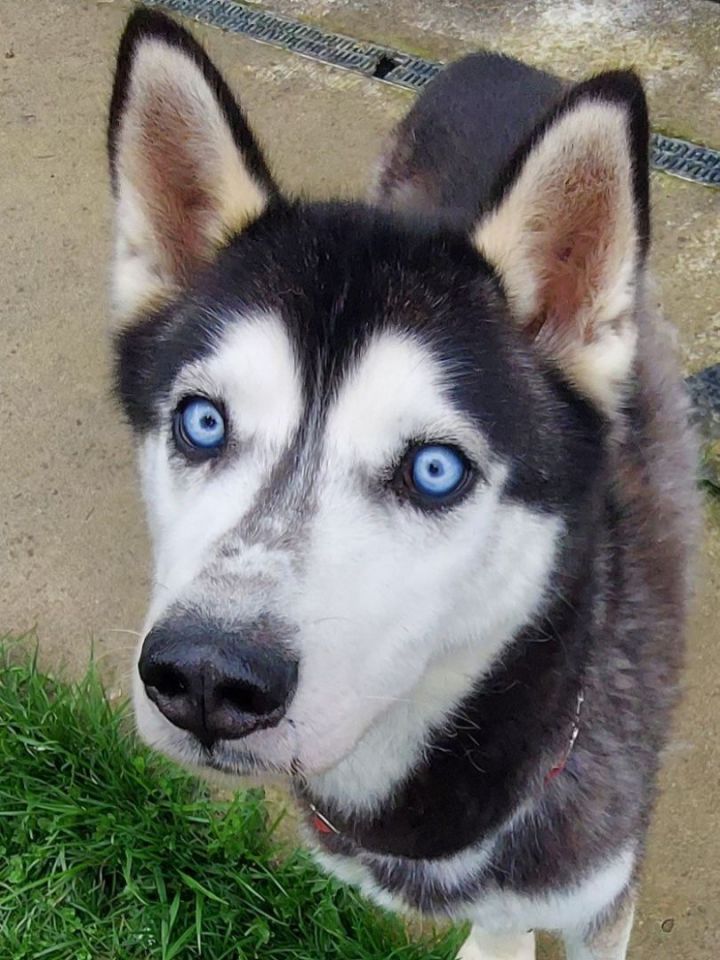 are light blue huskies eyes blind