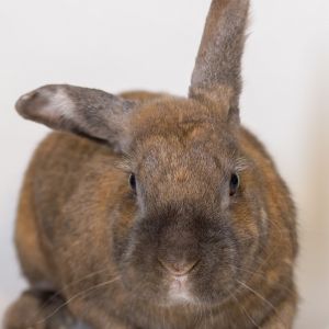 Clover, Senior Female unknown