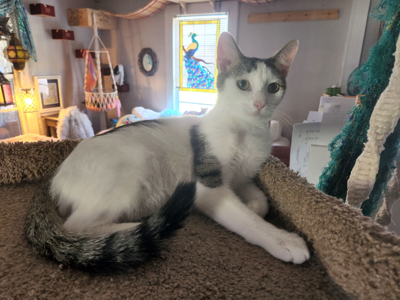 Quinton, an adoptable Domestic Short Hair in Winter Garden, FL, 34787 | Photo Image 1