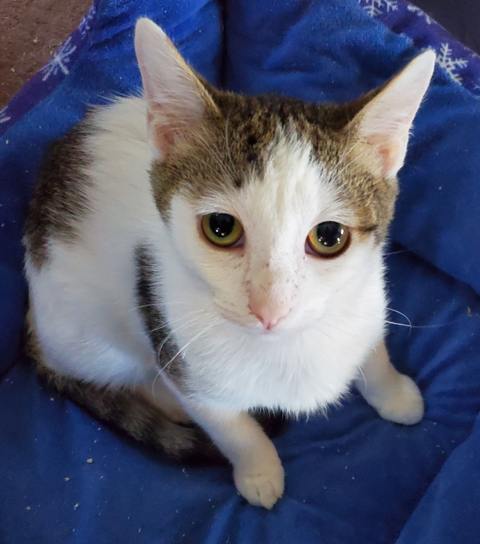 Quinton, an adoptable Domestic Short Hair in Winter Garden, FL, 34787 | Photo Image 3