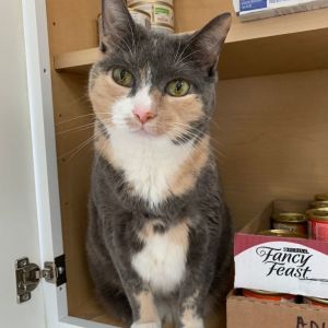 PATCHES - ADOPTED