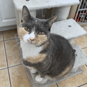 PATCHES - ADOPTED, an adopted Domestic Short Hair in Hamilton, NJ_image-3