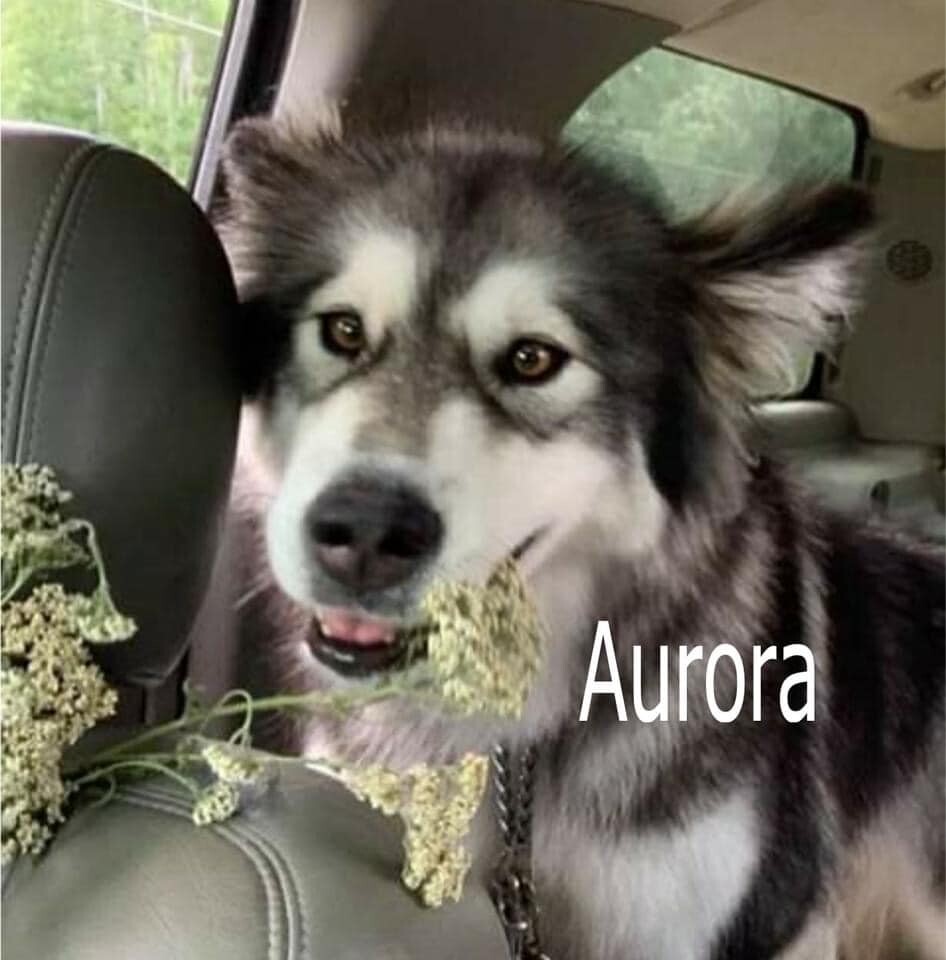 Aurora