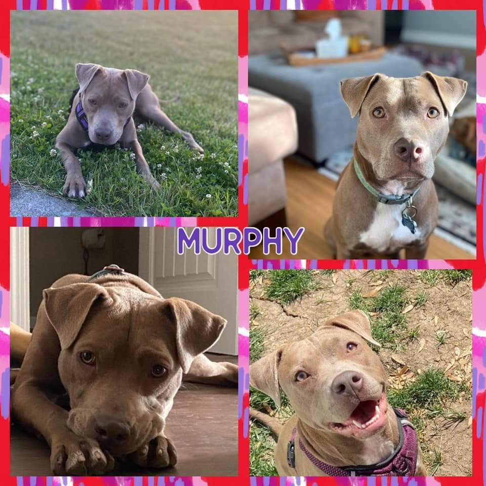 Murphy